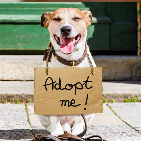 10 Reasons To Adopt A Shelter Pet Blog Metro Paws