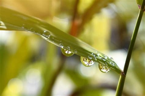 Kostenlose Bild Tau Garten Regen grünes Blatt Umwelt Natur