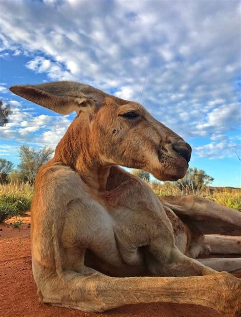 Roger the famously ripped kangaroo has died | Wild animals pictures ...