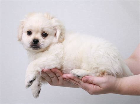 Teddy Bear Dog Male Choc White 2868546 My Next Puppy