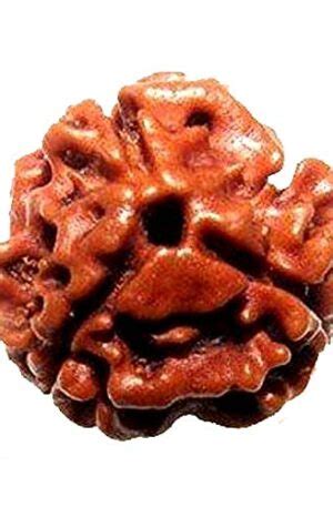 Divya Shakti 100 Original Ten Face Rudraksha 10 Mukhi Rudraksh