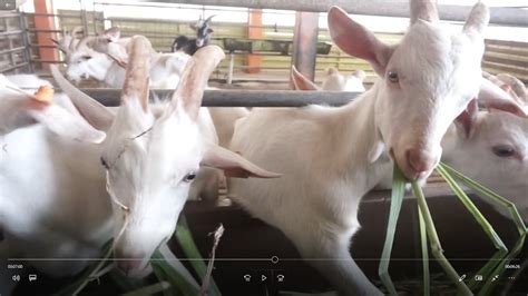 Peternakan Kambing Saanen Di Bbptu Batu Raden Youtube