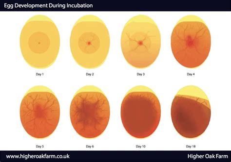 How To Tell If Your Eggs Are Fertile — Higher Oak Farm Candling Chicken Eggs Incubating