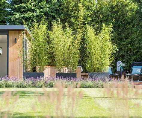 Concerned about invasive bamboo? UK experts offer advice | Homebuilding