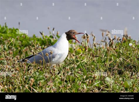 Black Headed Bird Hi Res Stock Photography And Images Alamy