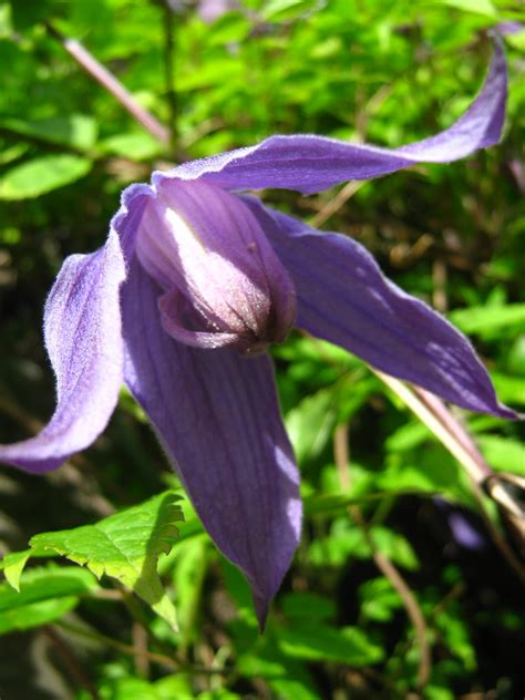 Rindy Mae: The Clematis Is Blooming!