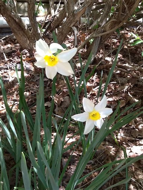 Narcissus | Narcissus, Plants, Garden