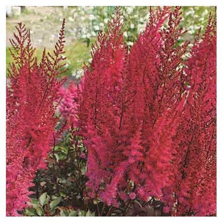 Астильба гибридная Mighty Chocolate Cherry | Astilbe, Hardy plants ...