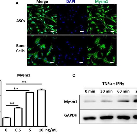 Inflammatory Cytokines Induce Mysm1 Expression A Immunofluorescence