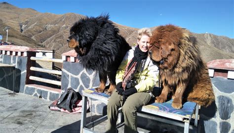 Tibetan Mastiff: Get to Know the Unique Dog from the Tibetan Plateau