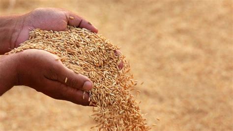 Procurement Of Sprouted Paddy In Andhra Pradeshs Konaseema District