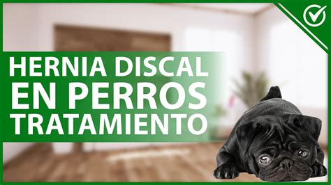 Es Posible Tratar A Un Perro Con Hernia Discal Y Lograr Su