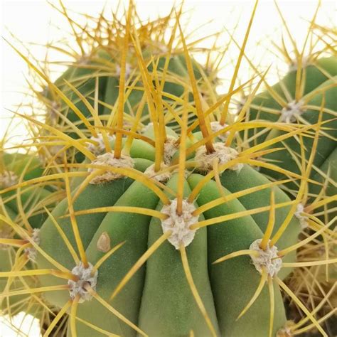 Trichocereus Pasacana 10 Cm Cactaceae Giromagi Vendita Piante Grasse