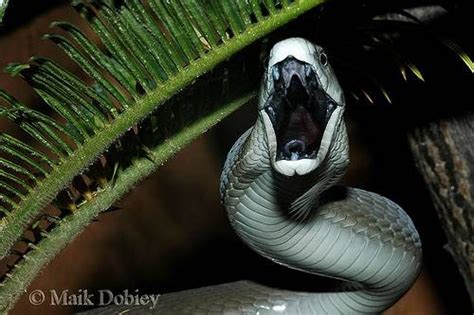 Black Mamba Ular Berbisa Yang Paling Menakutkan Dunia Tumbuhan Dan Hewan