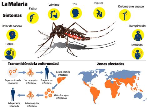 Malaria O Paludismo Su Detecci N A Tiempo Es Vital