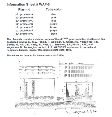 Addgene P21 Promoter A