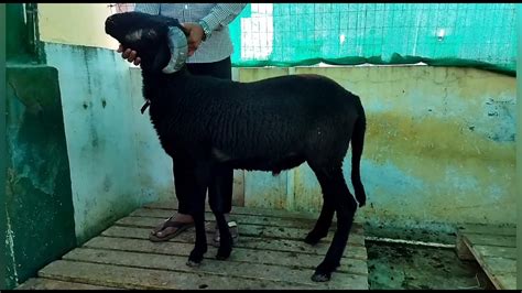 Rampuri Male For Sale Available Contact Youtube