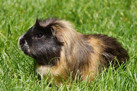 Guinea Pig Stock Image Image Of Cavia Cute Domestic 62353695