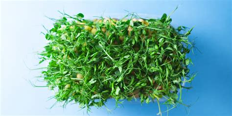 What Are Microgreens Microgreens Nutrition Varieties Recipe Ideas Growing Tips Self