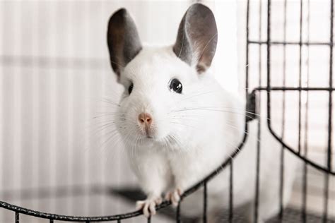 How To Care For A Pet Chinchilla