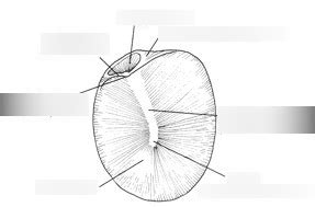 tympanic membrane Diagram | Quizlet