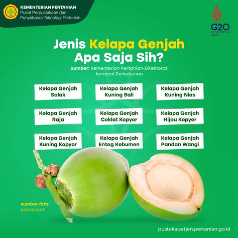 Info Teknologi Jenis Kelapa Genjah