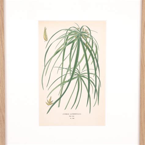 Palm Umbrella Drawing