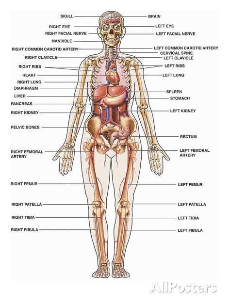 Anatomy Physiology Hd Phone Wallpaper Pxfuel