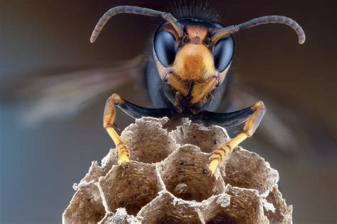 Experts Call For Peoples Army To Fight Off Killer Asian Hornets