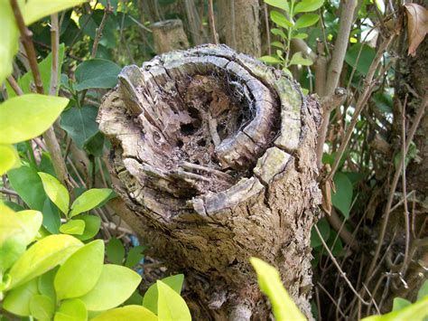 Rotting Tree Stump Free Stock Photo - Public Domain Pictures