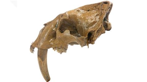 Sabertooth Cat Skull Found In Southeastern Iowa Cbs8