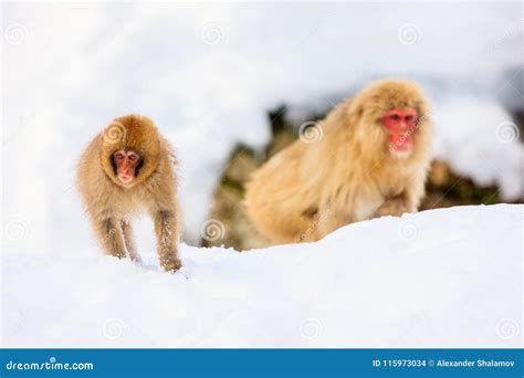 Snow Monkeys In A Natural Onsen Hot Spring Located In Jigokudani Park Yudanaka Nagano Japan