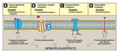 Pharmacokinetics And Pharmacodynamics Diagram Quizlet