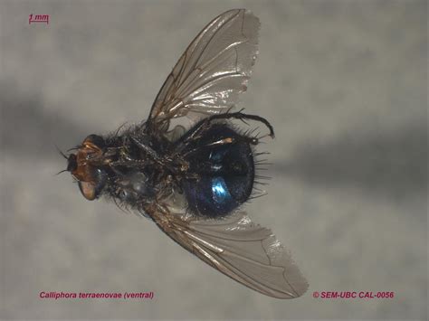 Calliphora