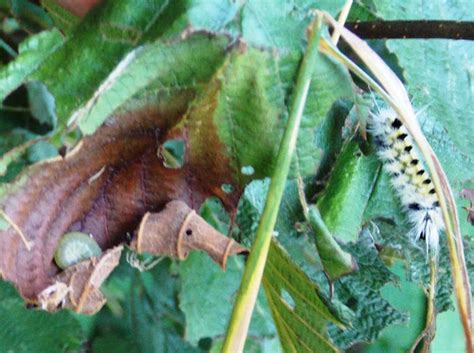 Sulphur Caterpillars Project Noah