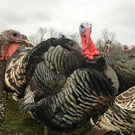 Heritage Turkey Breeds | Discover Red Shirt Farm's High-Quality Heritage Turkeys — Red Shirt Farm