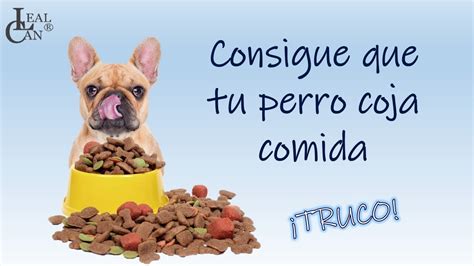 C Mo Hacer Para Que Tu Perro Se Motive Con Comida Lealcan