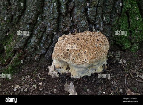 Oak Bracket Fungus Inonotus Dryadeus At Base Of Oak Tree Surrey Uk Aka Weeping Bracket