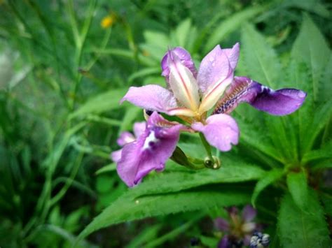 Фиолетовый цветок | Plants, Garden
