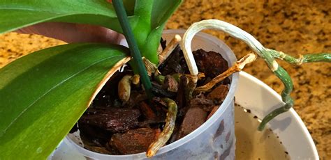 Repotting Orchids: Orchid Care (Part I) | Earthworm Technologies ...