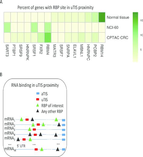 Prioritization Of Rna Binding Proteins Candidate Rbps Are Identified