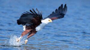 Days Kenya Birding Safari Package L Kenya Birding Safari