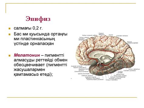 Эндокринді жүйе - online presentation