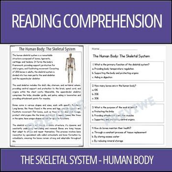 Human Body The Skeletal System Reading Comprehension Activity