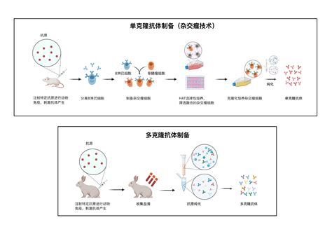 单克隆抗体药物 Vs 多克隆抗体药物