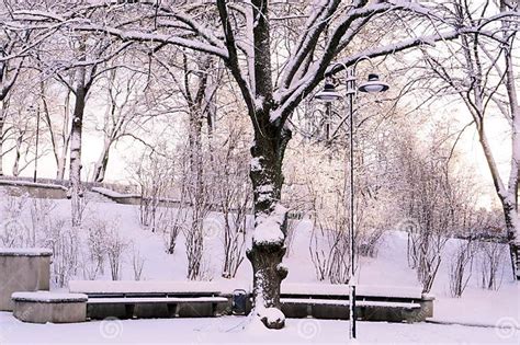 Winter Sunrise in Snowy City Park Stock Image - Image of fence, trees ...