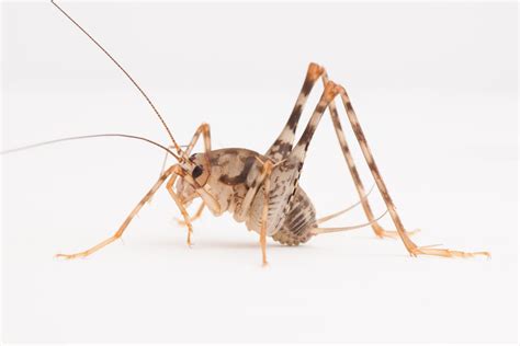 Invasive Camel Crickets Widespread in US Homes | Live Science