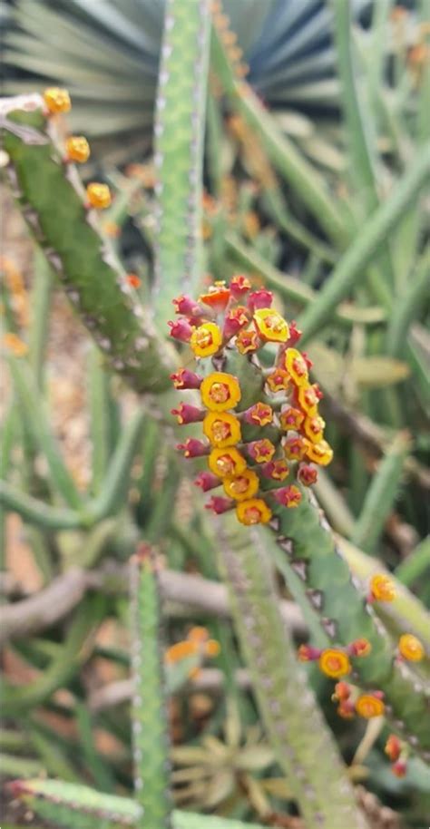 Euphorbia Heterochroma Cactos Brasil