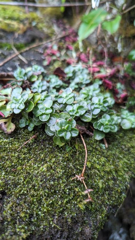 Woodland Stonecrop From KIMBERLIN HGT TN 37920 USA On August 29 2023