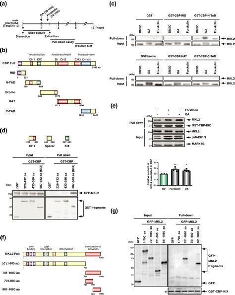 Dynamic Subcellular Localization And Transcription Activity Of The SRF